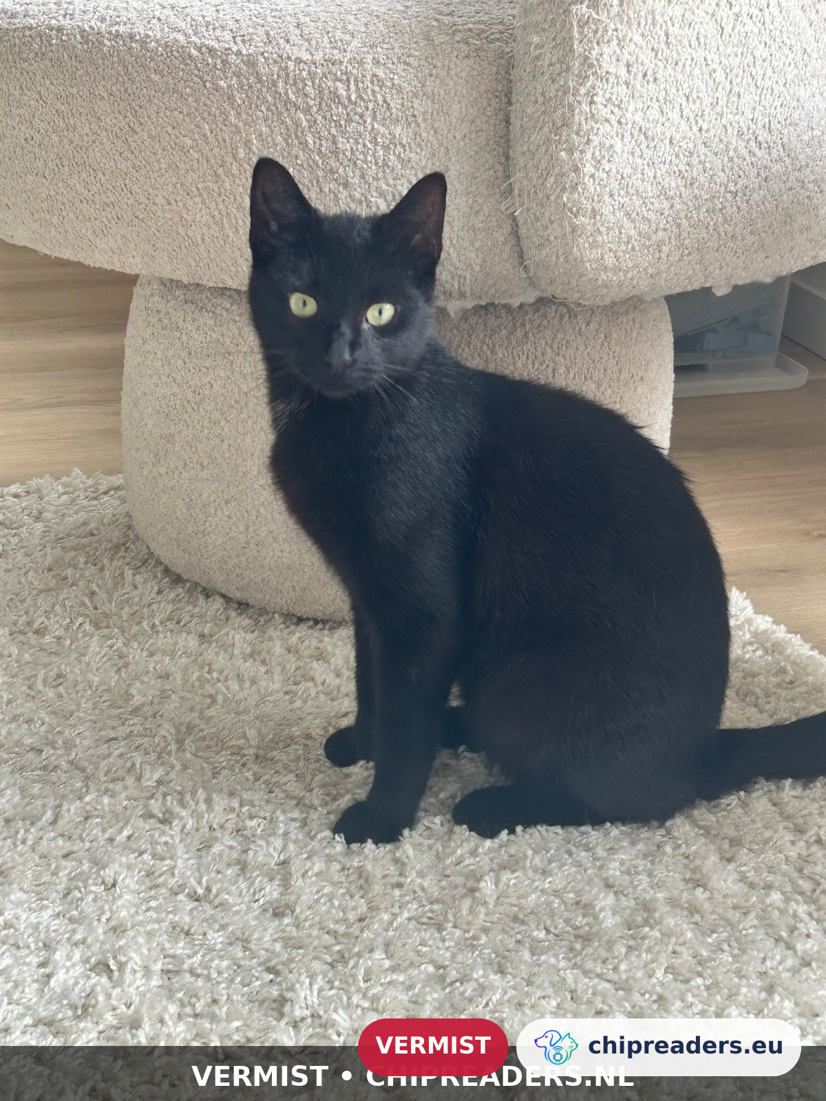 Kevin, Kat