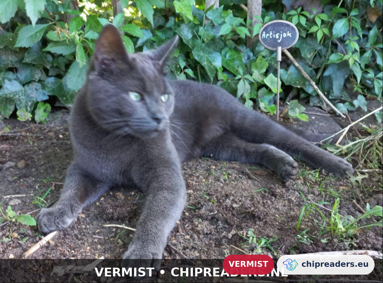 Muis, kat