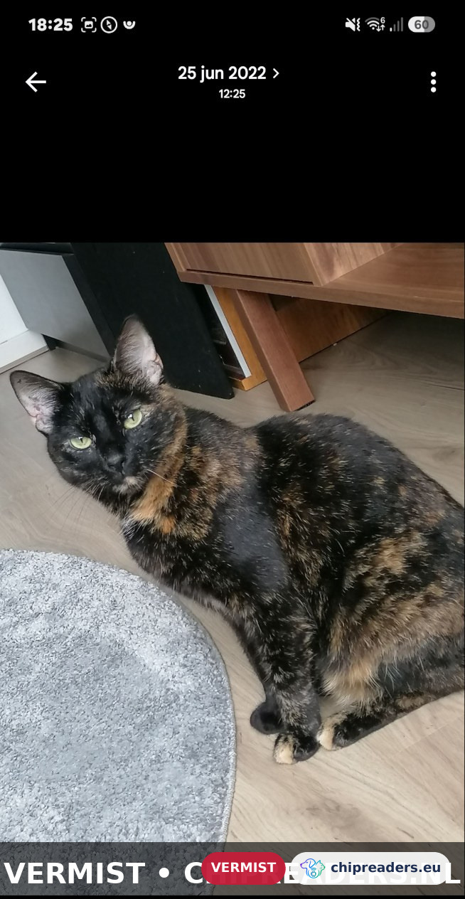 Shyva, Kat