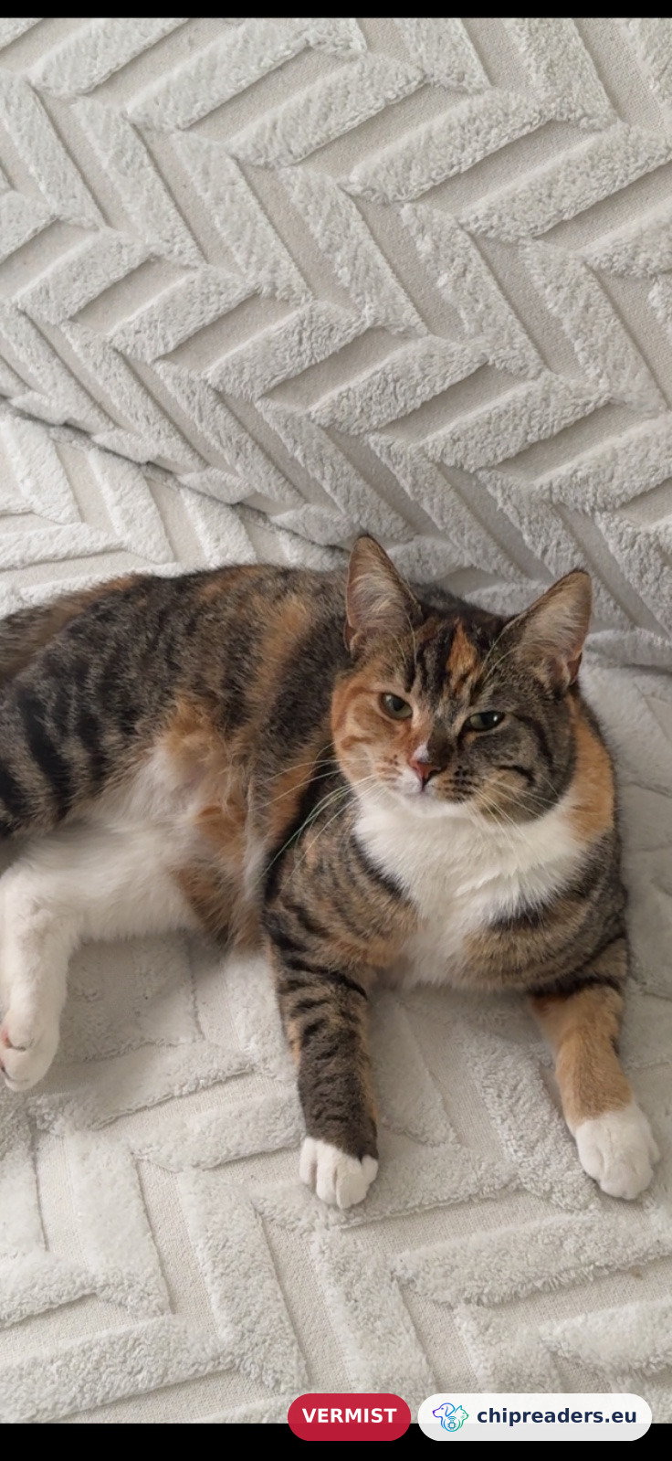 Bibi, kat