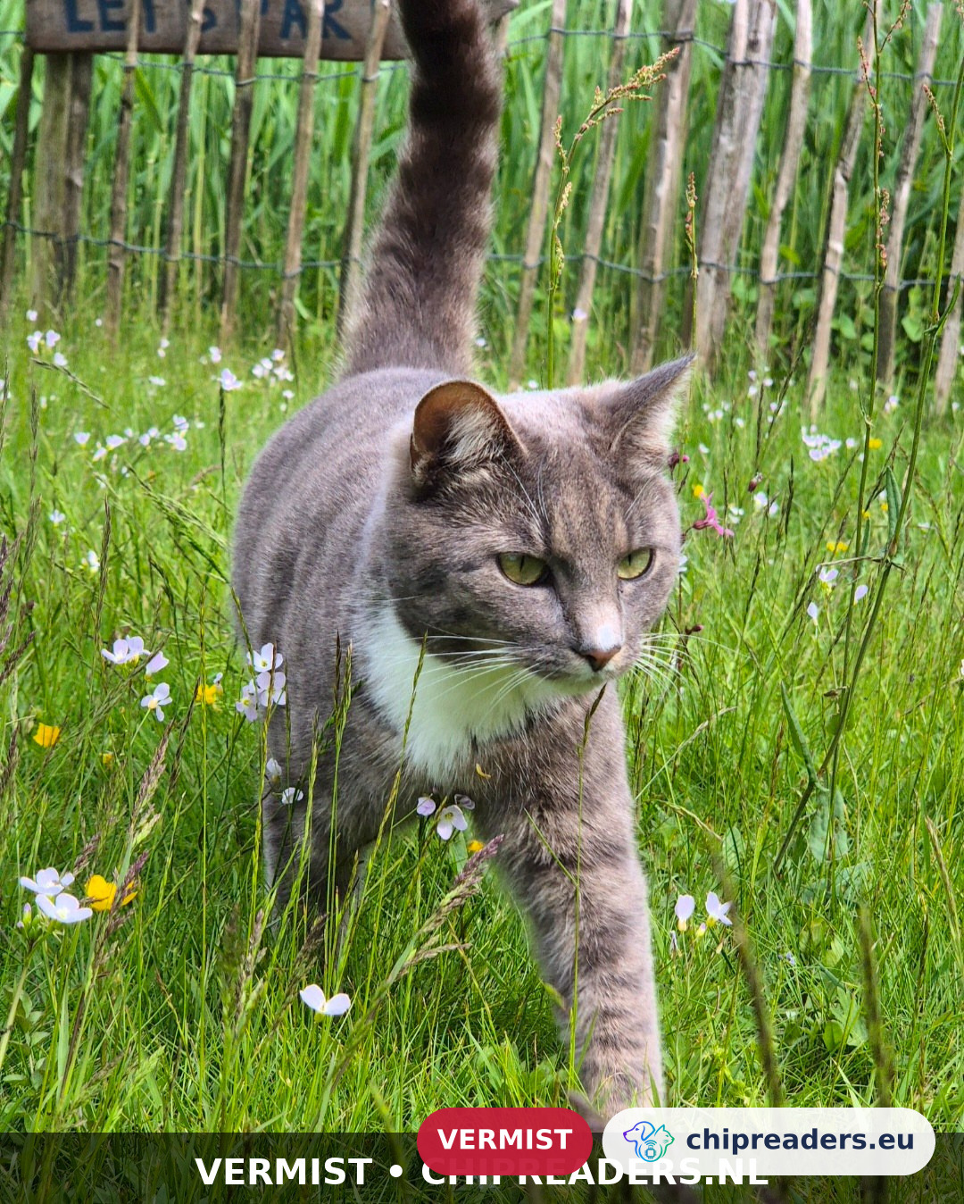 Ziggy, kat