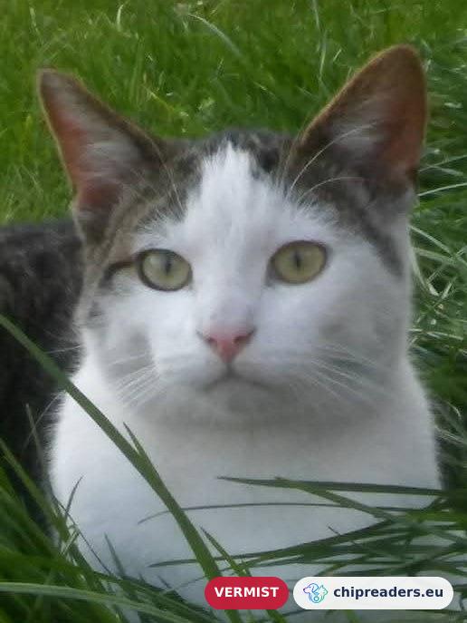 Dumpy, kat