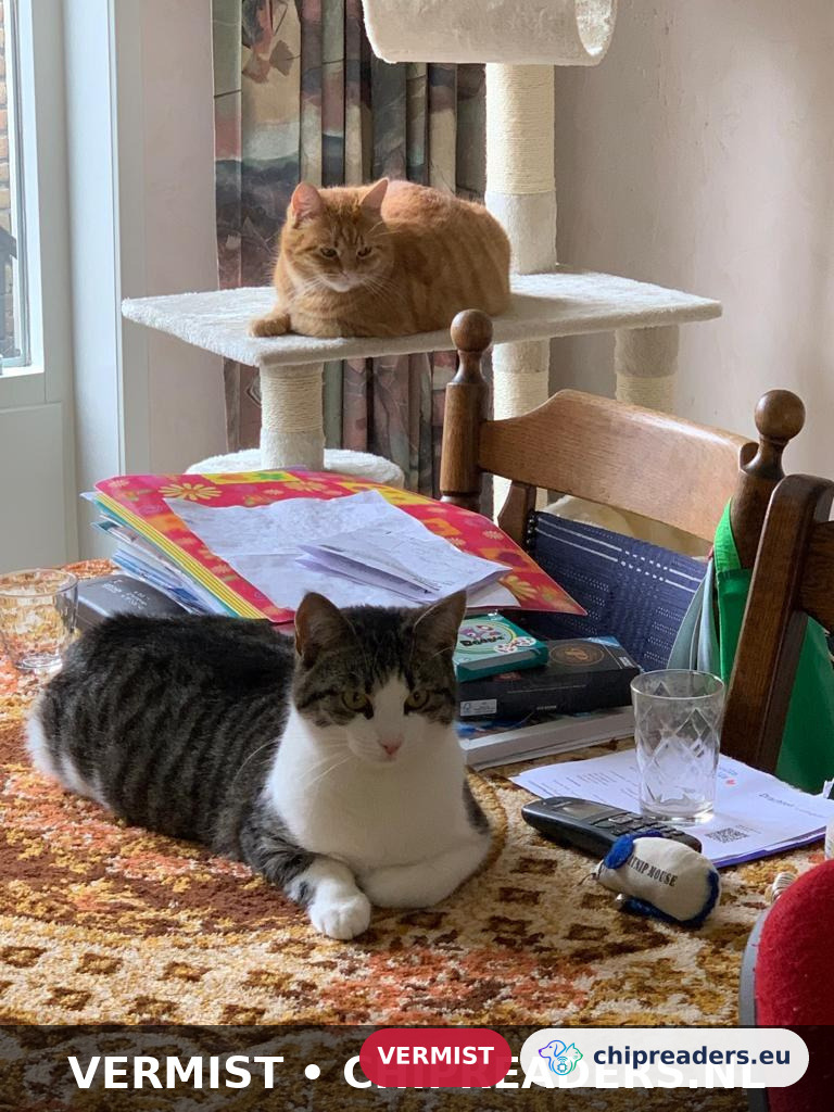 Minoes, kat