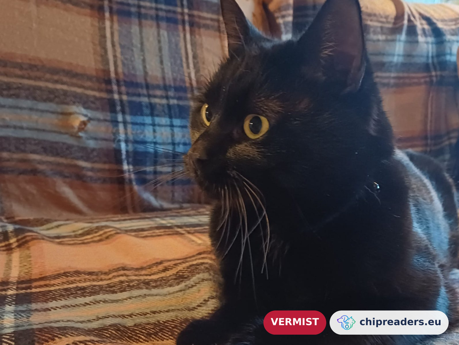 Kobus, kat