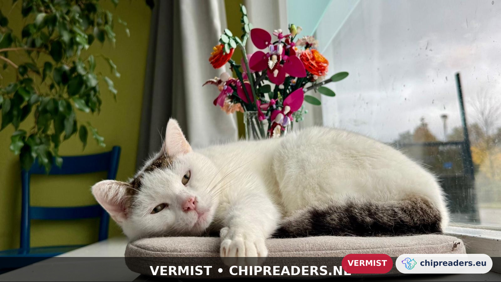 Jip, Kat