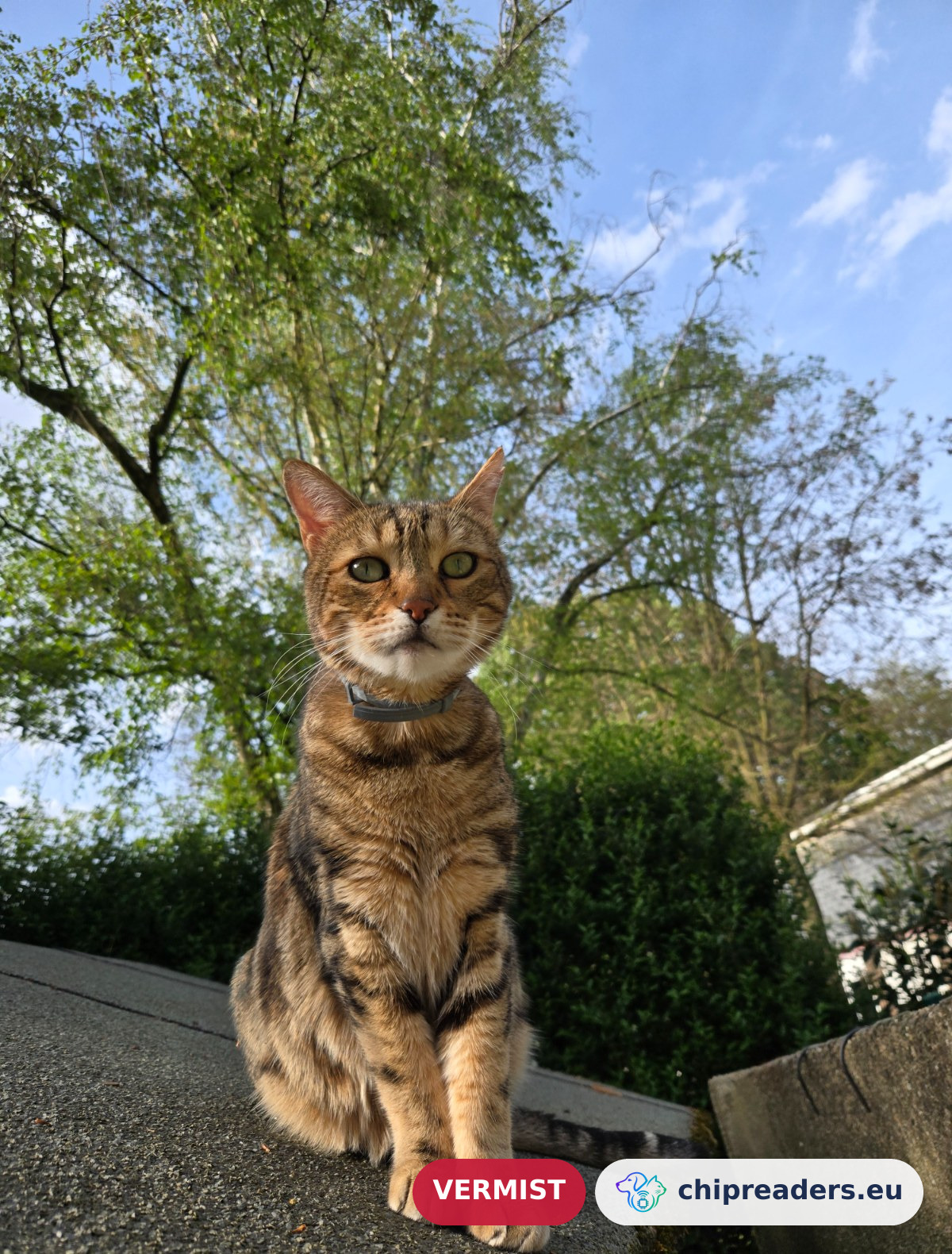 Louke, kat