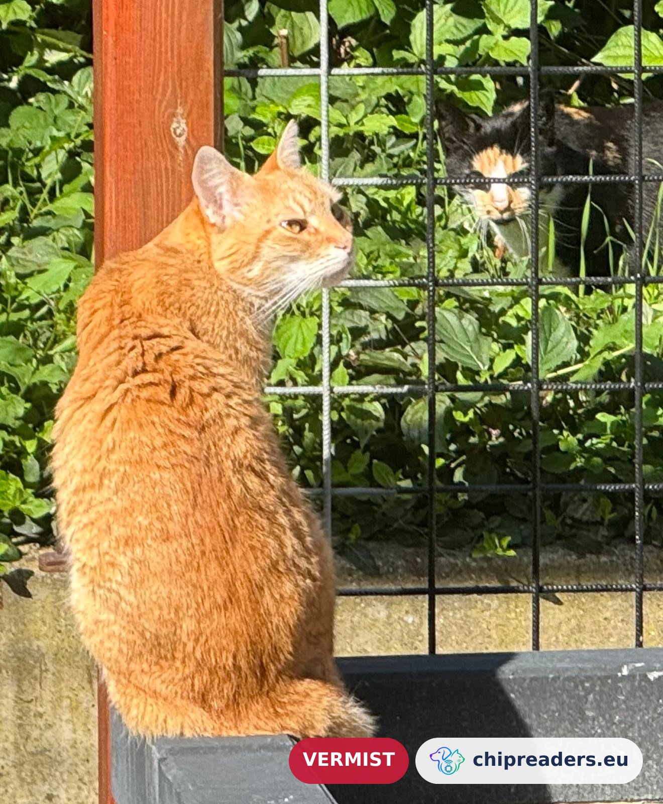 Joep, kat