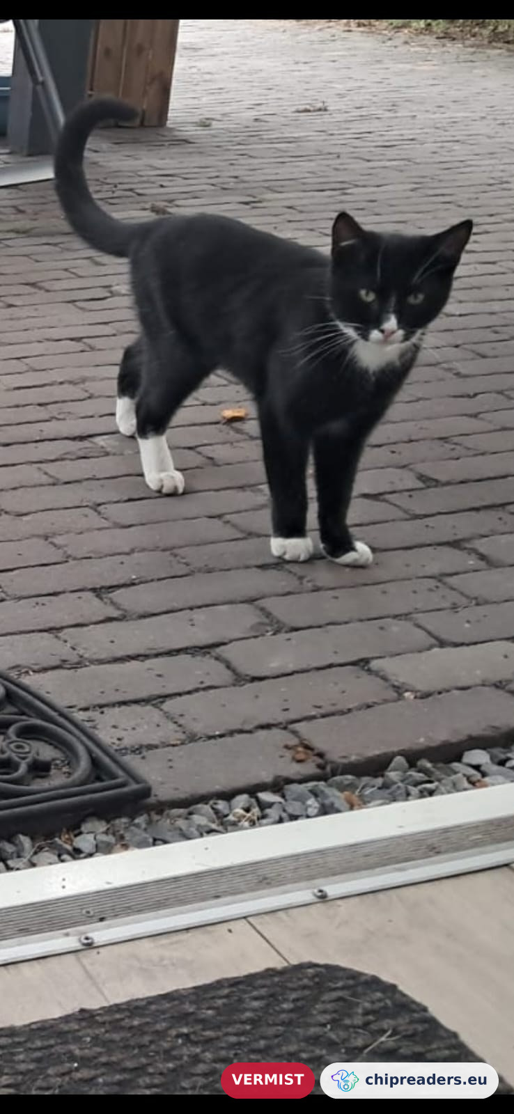 Max, kat