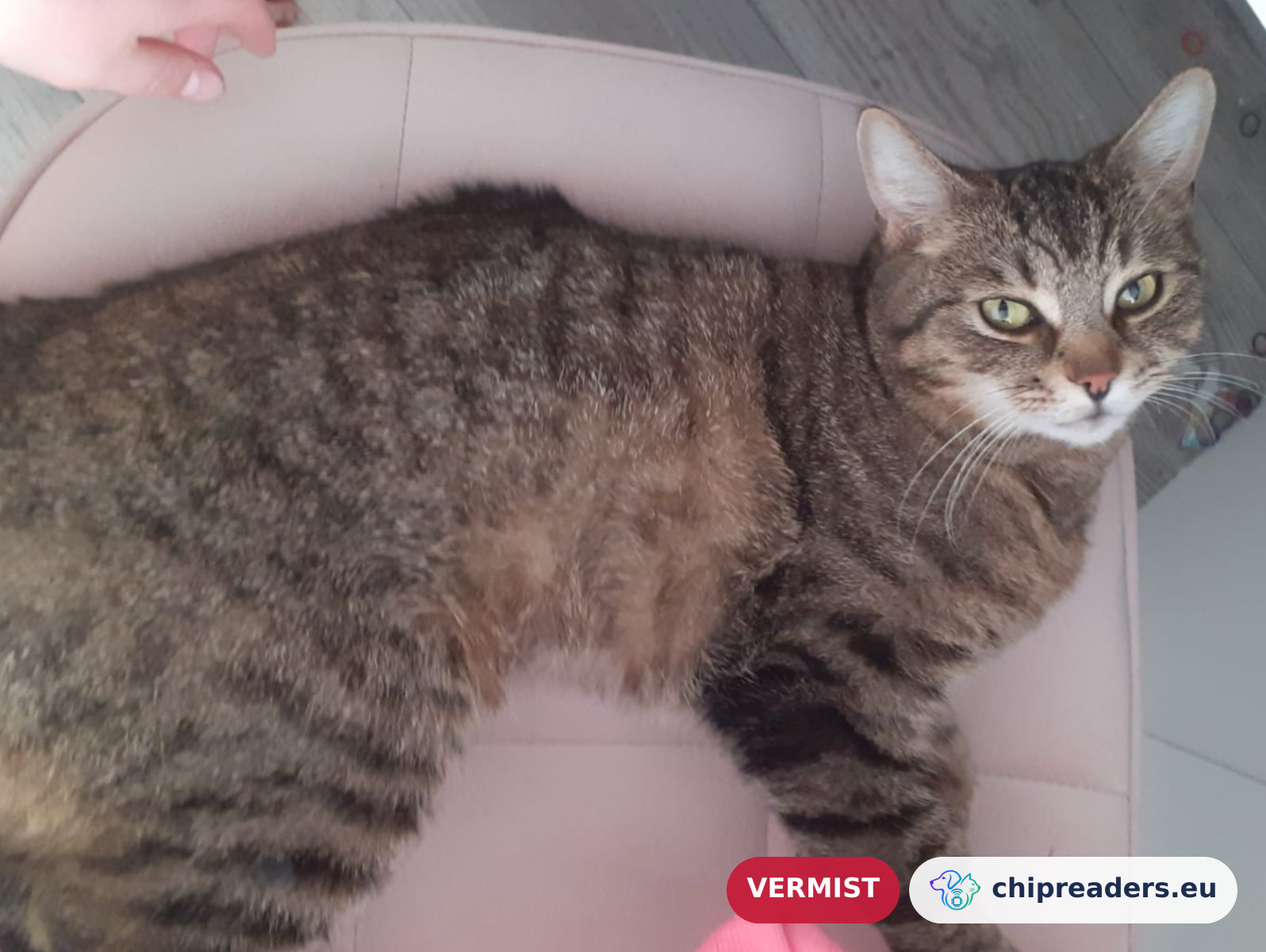 Apekkie, kat