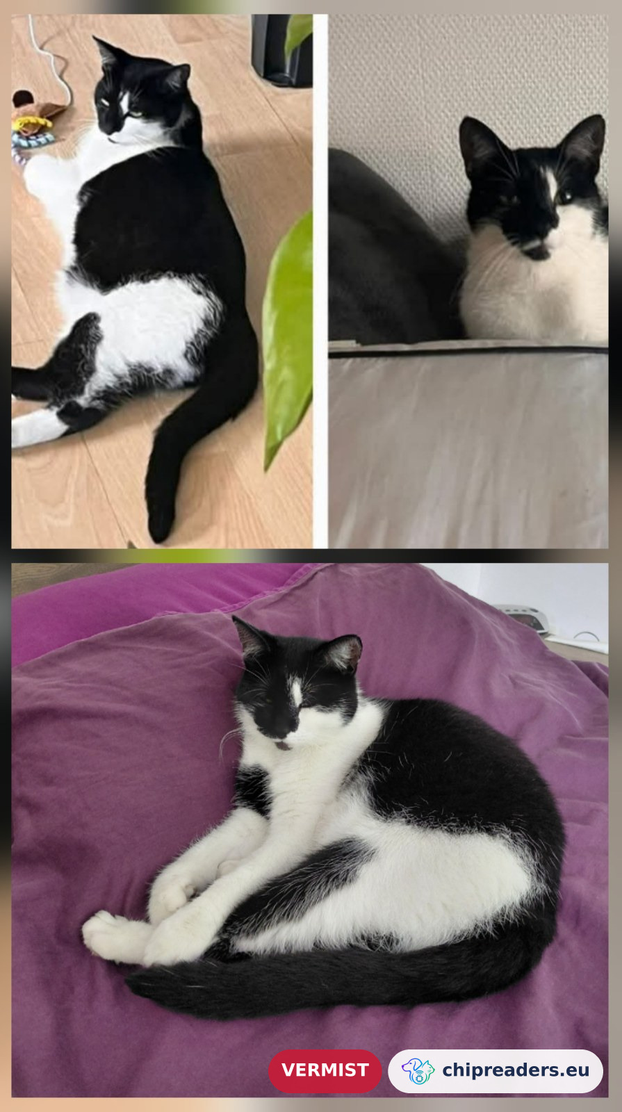 Binky, kat