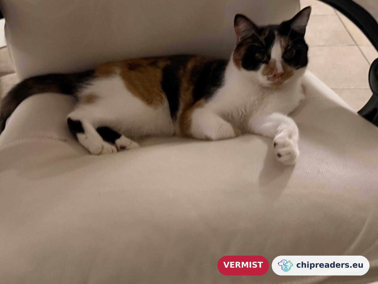 Odette, kat