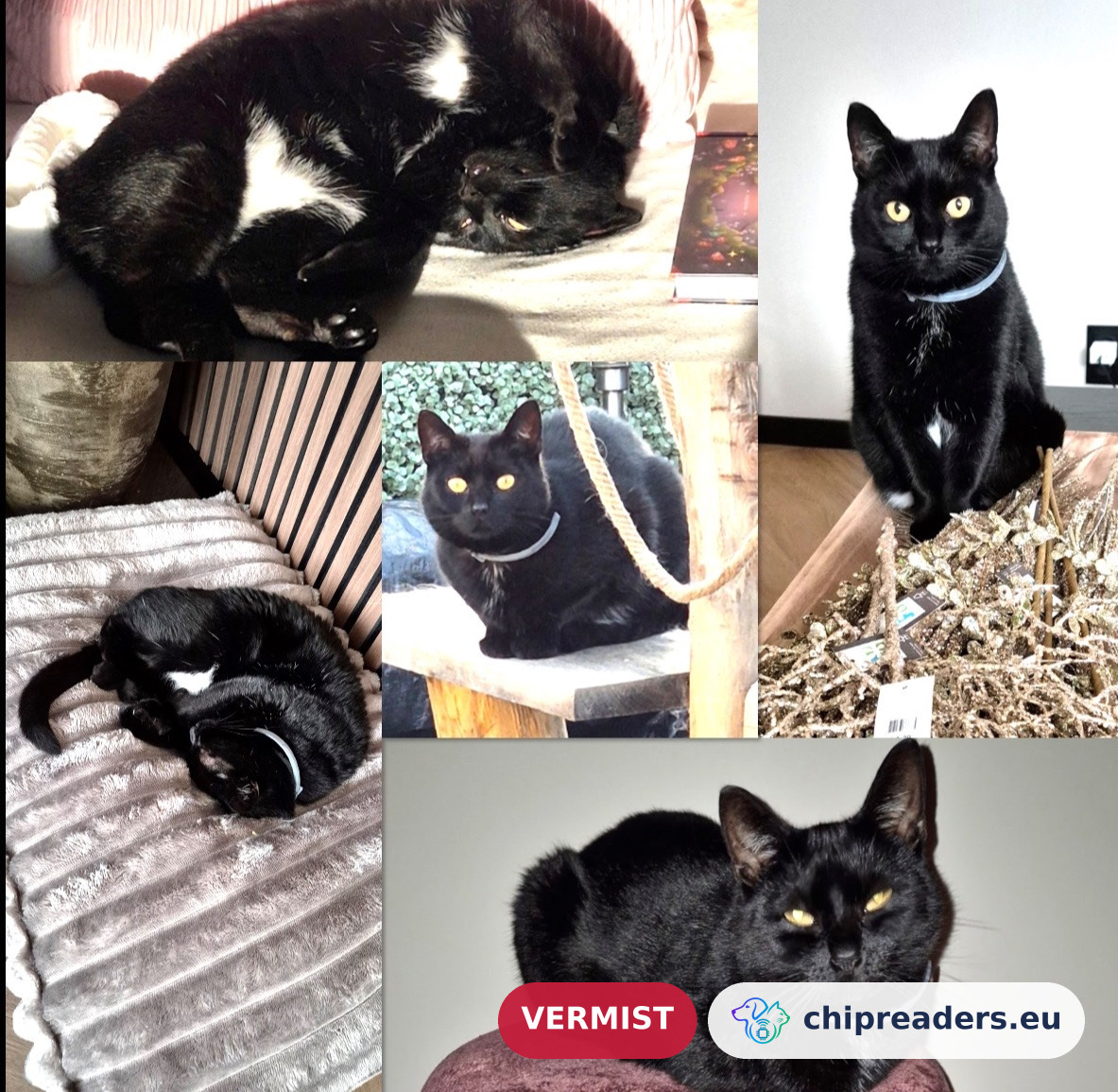 Droppie, kat