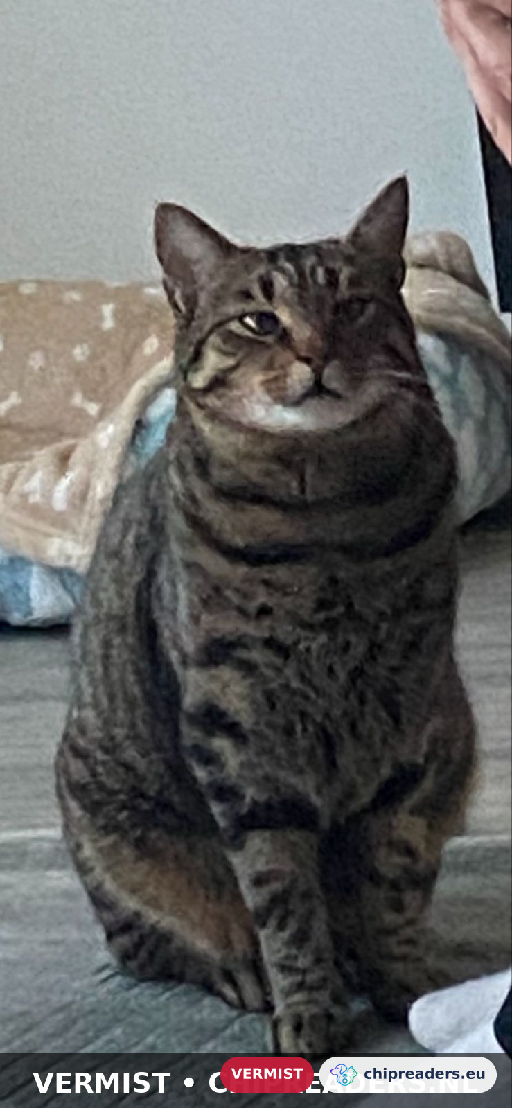Micci, kat