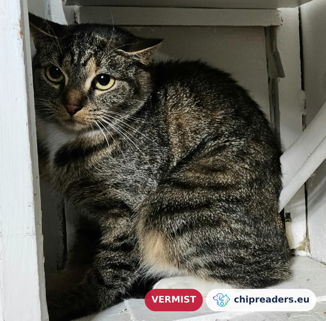 Poes, kat