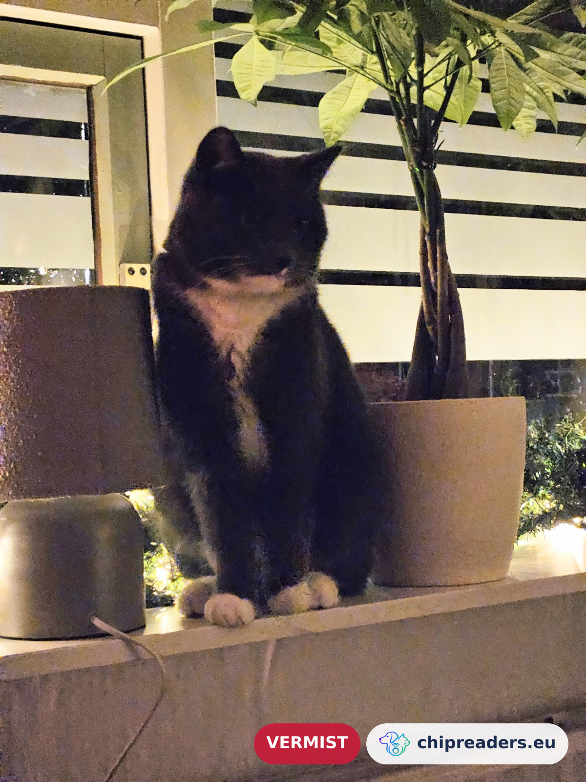 Loki, kat