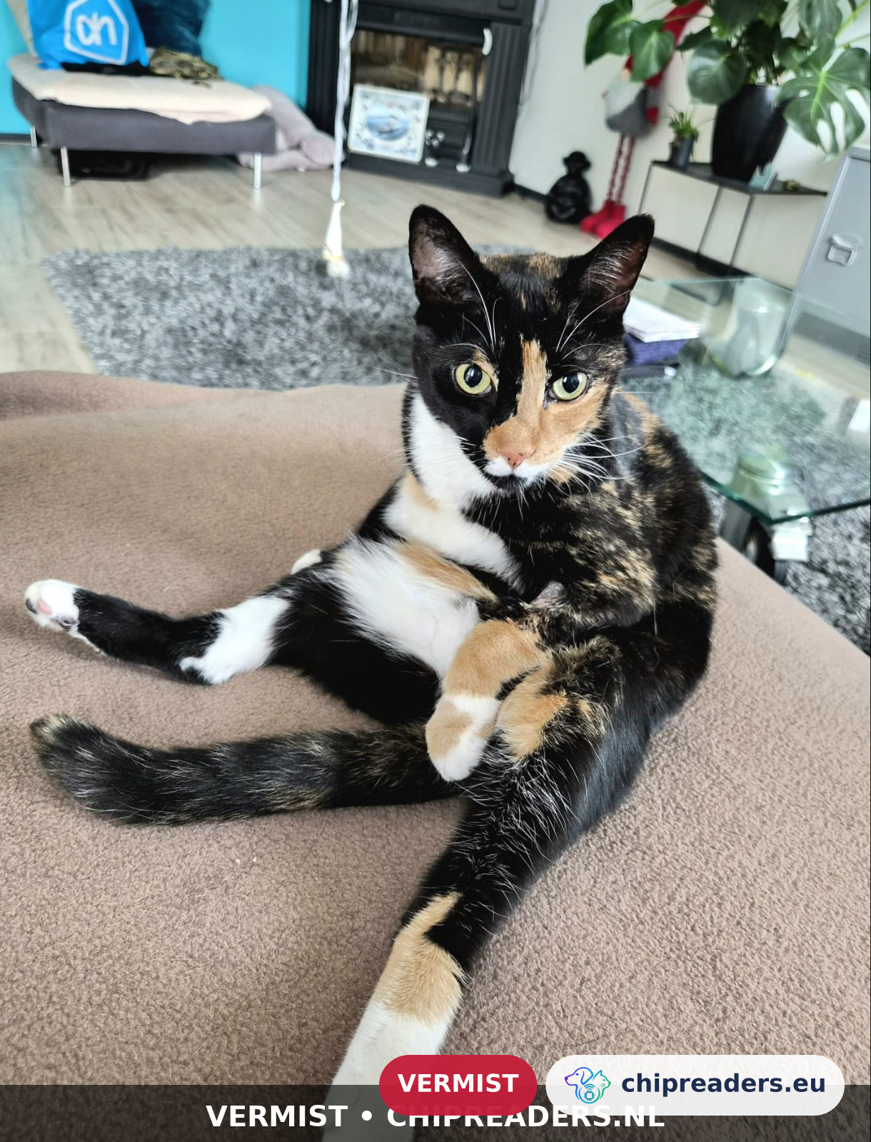 Simba, kat