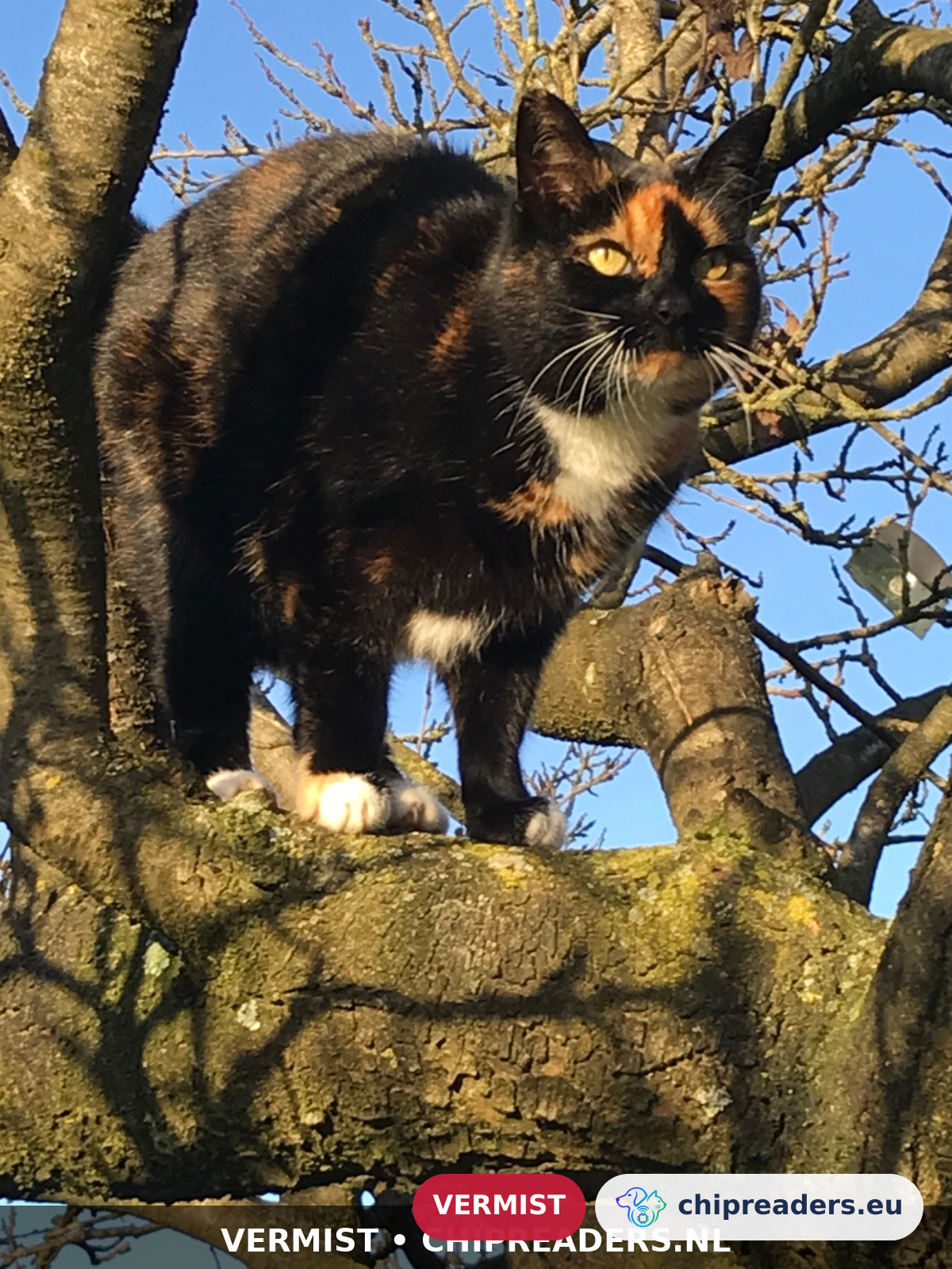 Frutsel, Kat