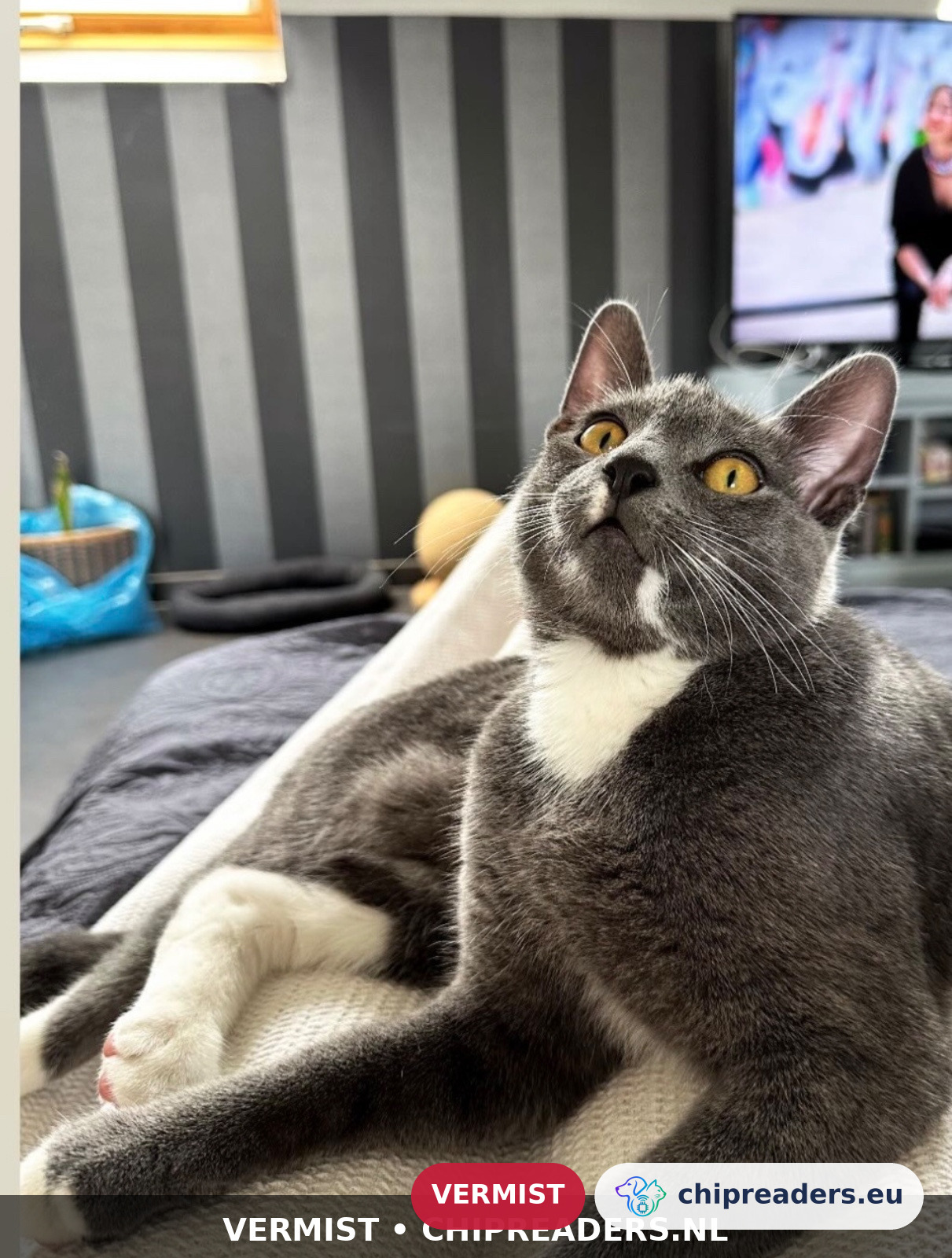 Tom, kat