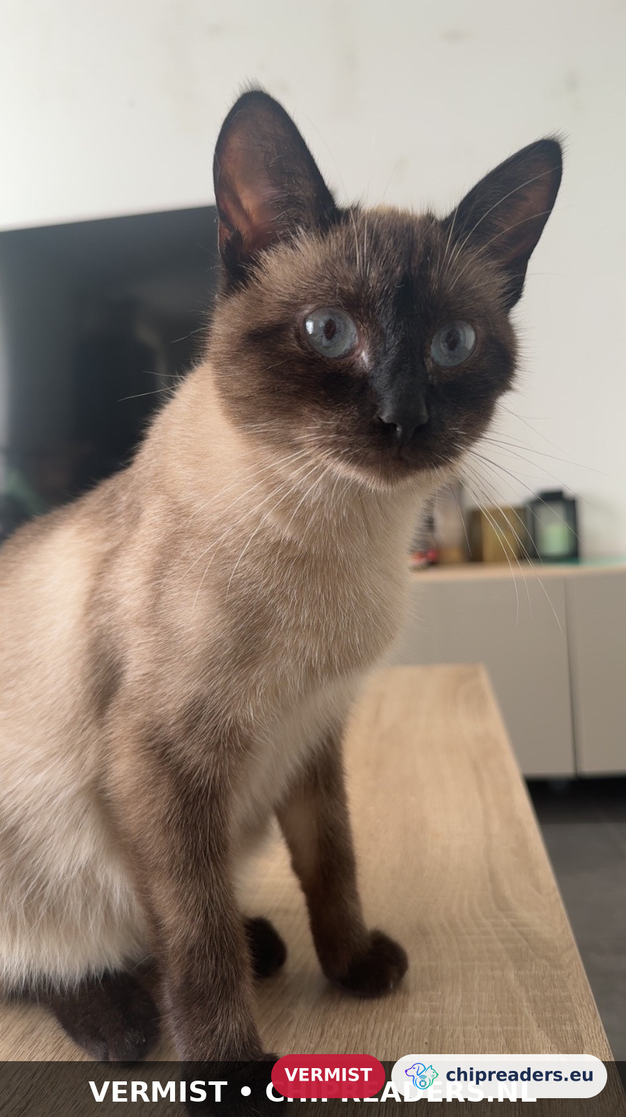 Cookie, kat