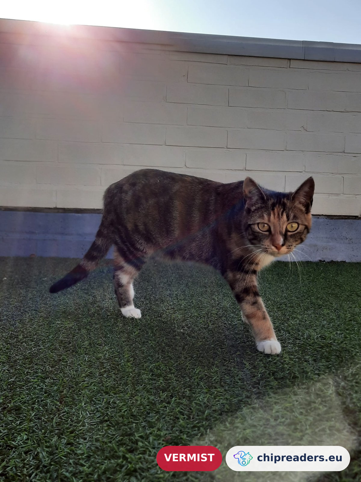 Pebbles, kat