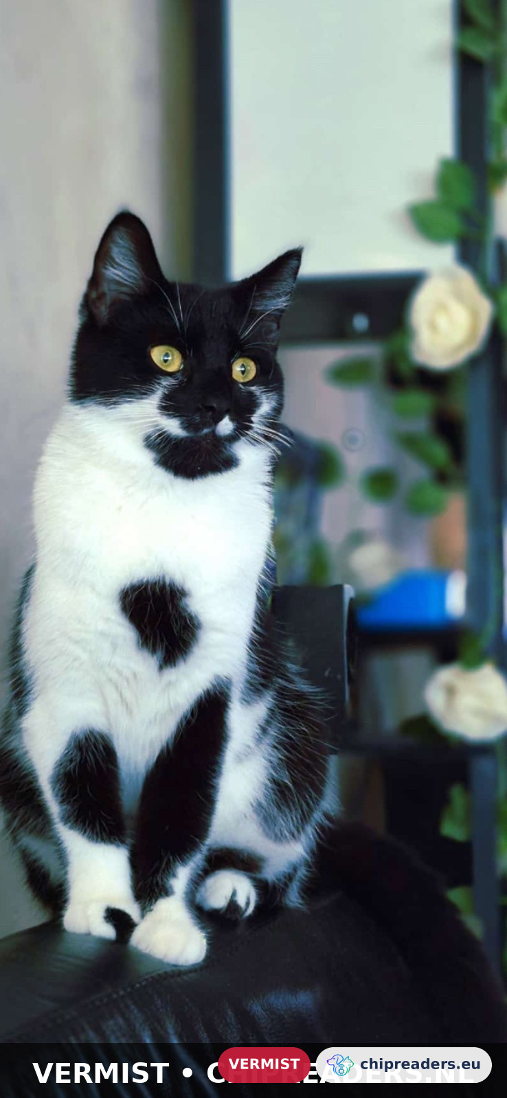 Lilly, kat
