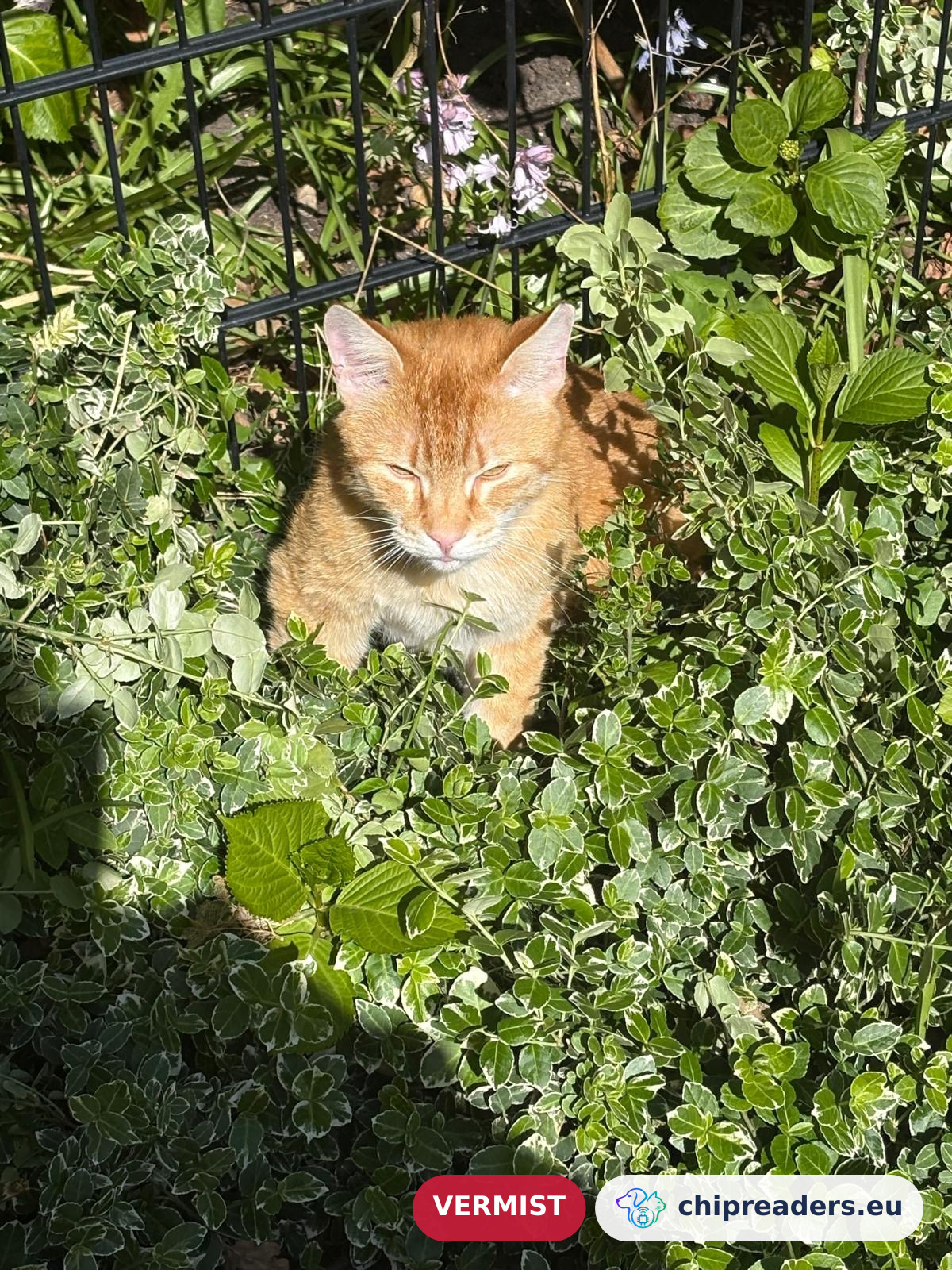 Sammie, kat
