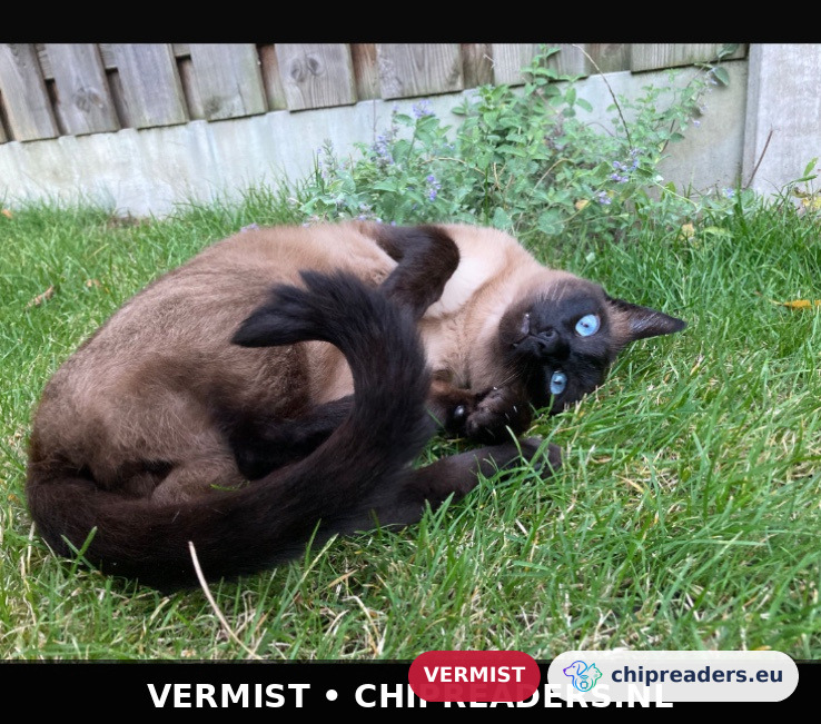 Prins, Kat