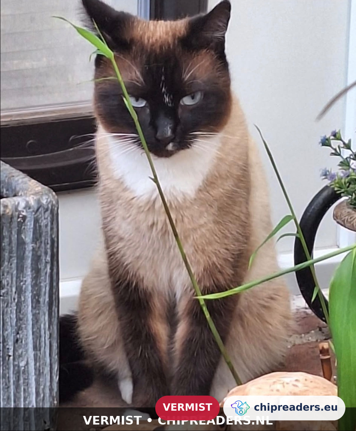 Zara, Kat