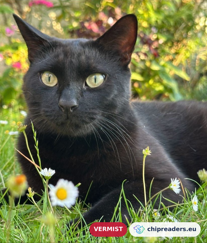 Bagheera, kat
