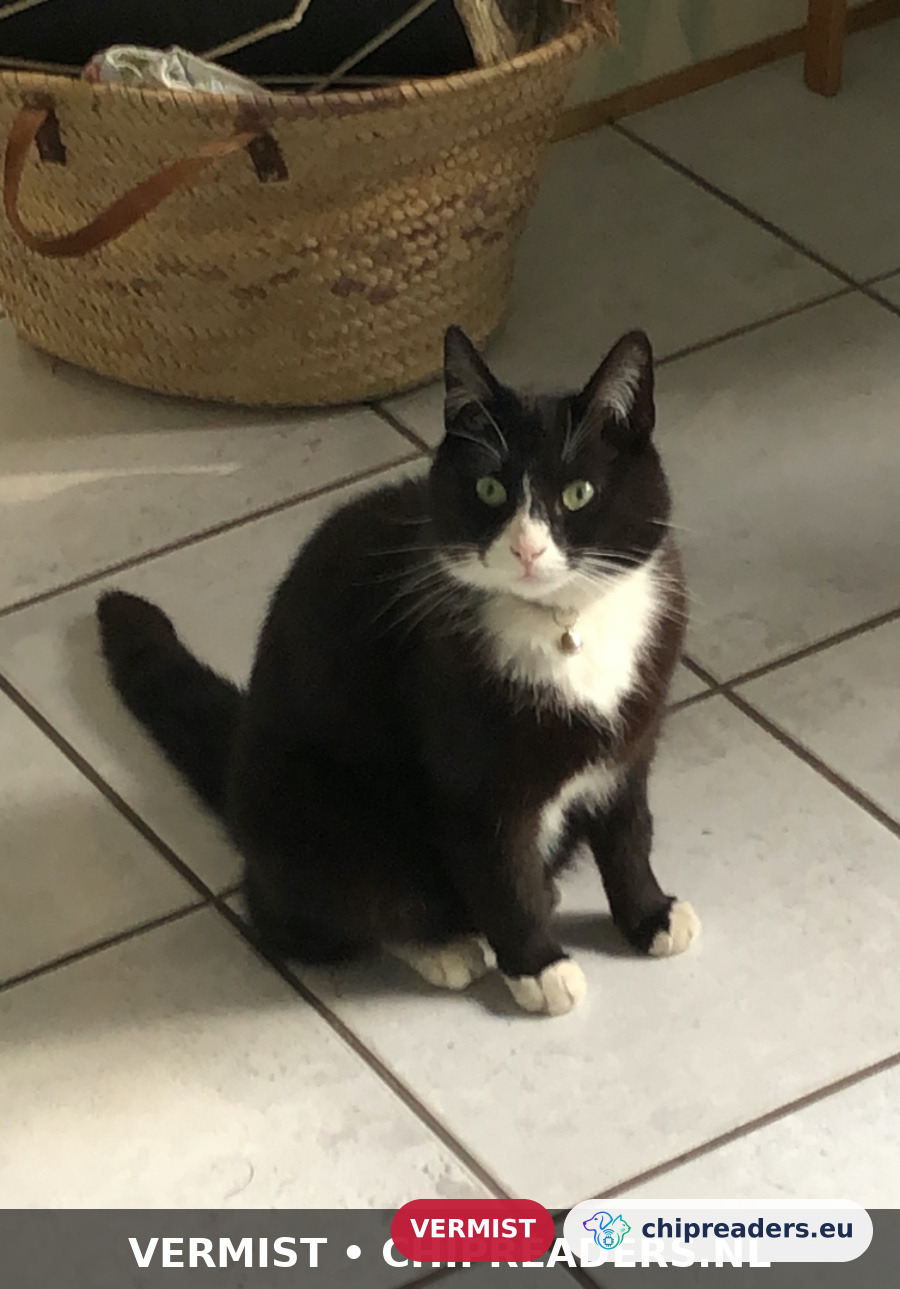 Snoetje, kat