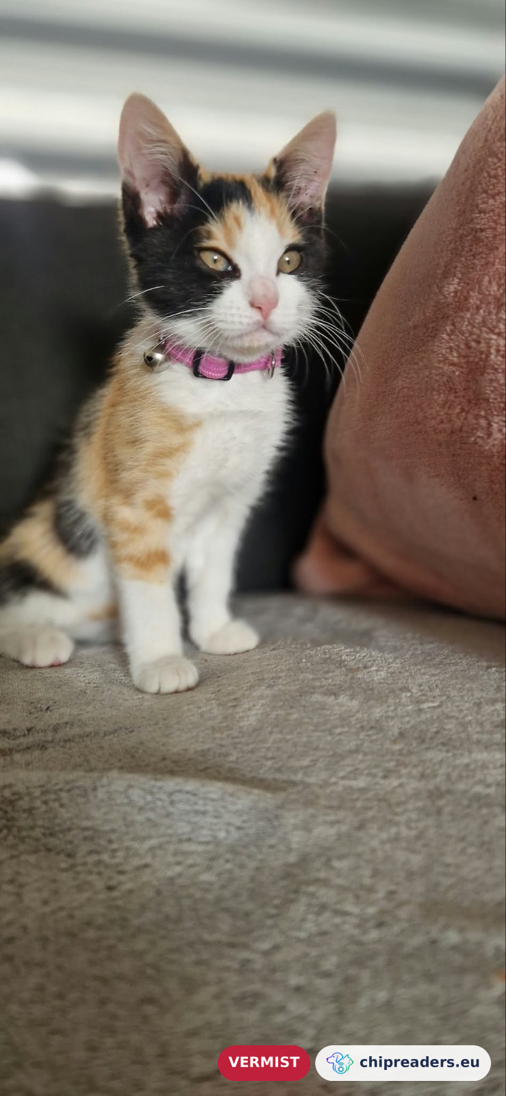 Oreo, kat