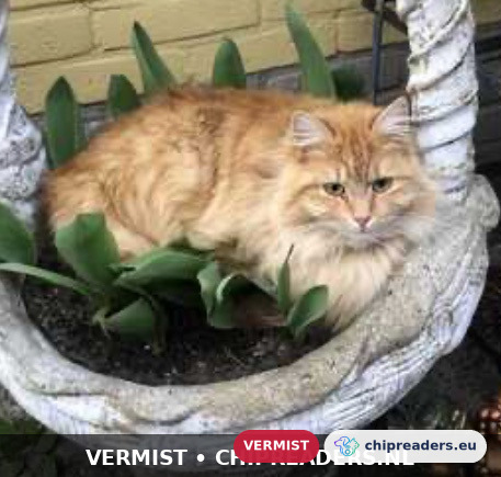 Juffrouw Jannie, Kat