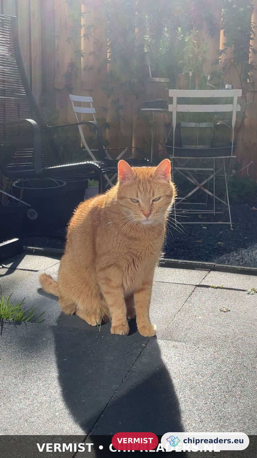 Simba, kat