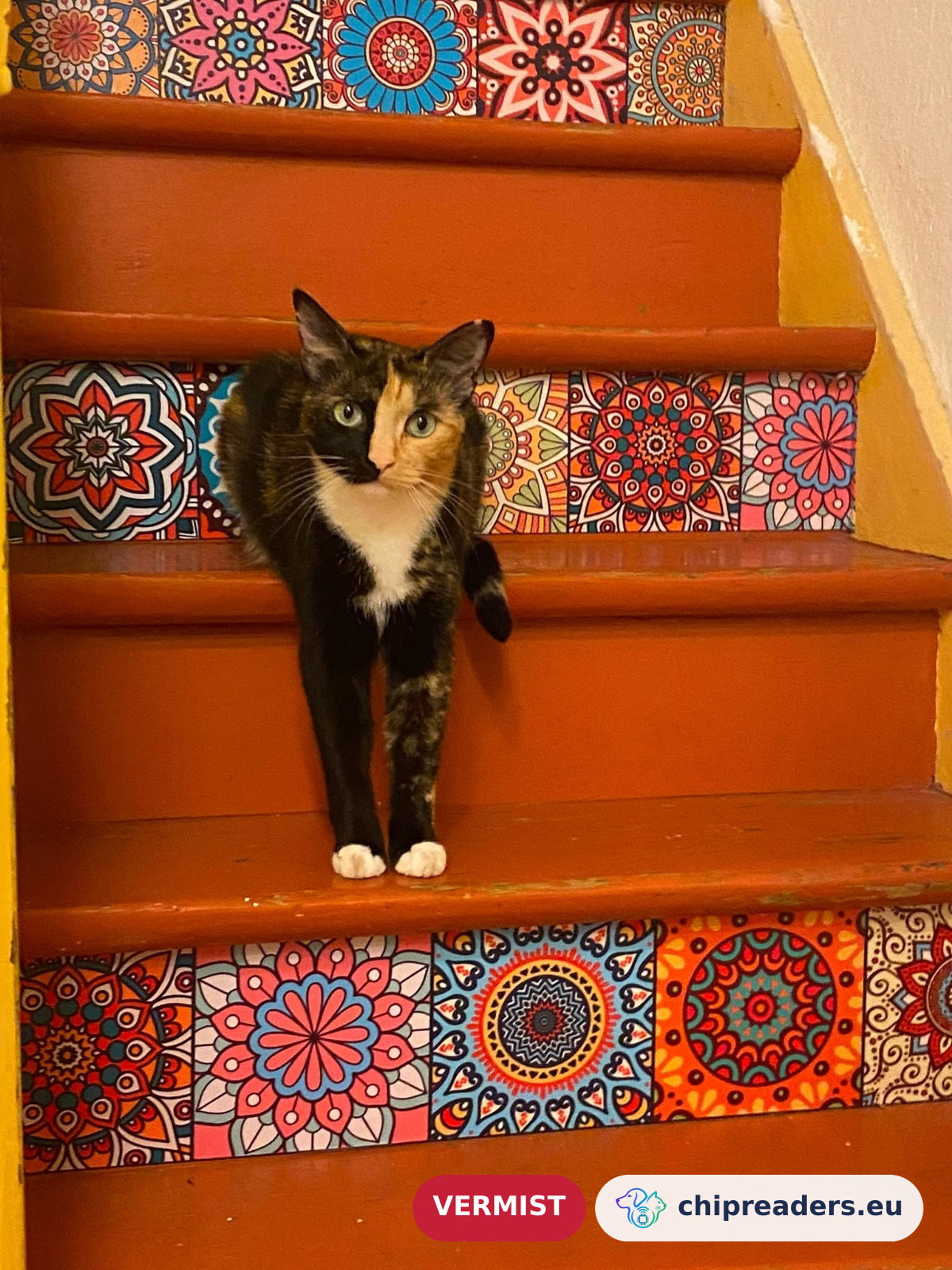 Lola, kat
