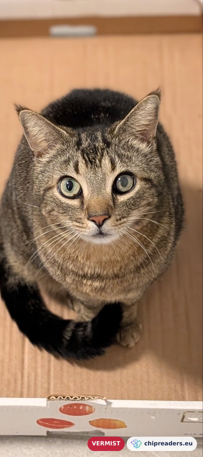Bingo, kat