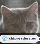 Pip, kat