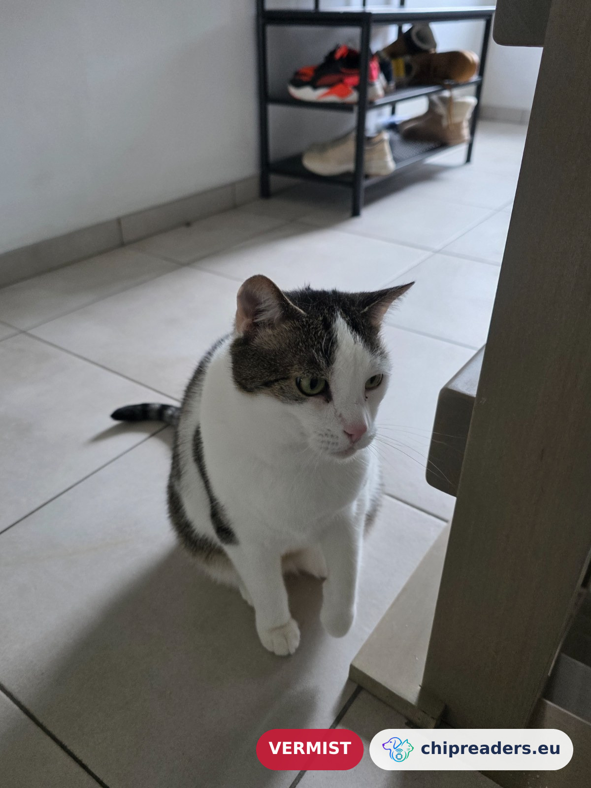 Fogar, kat