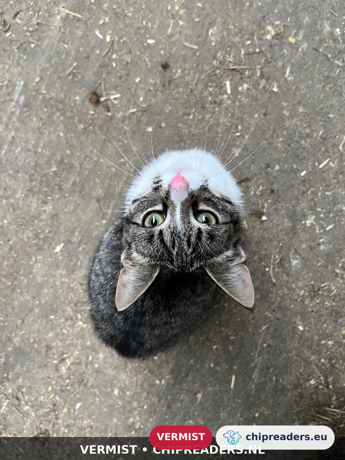 Tijger, Kat