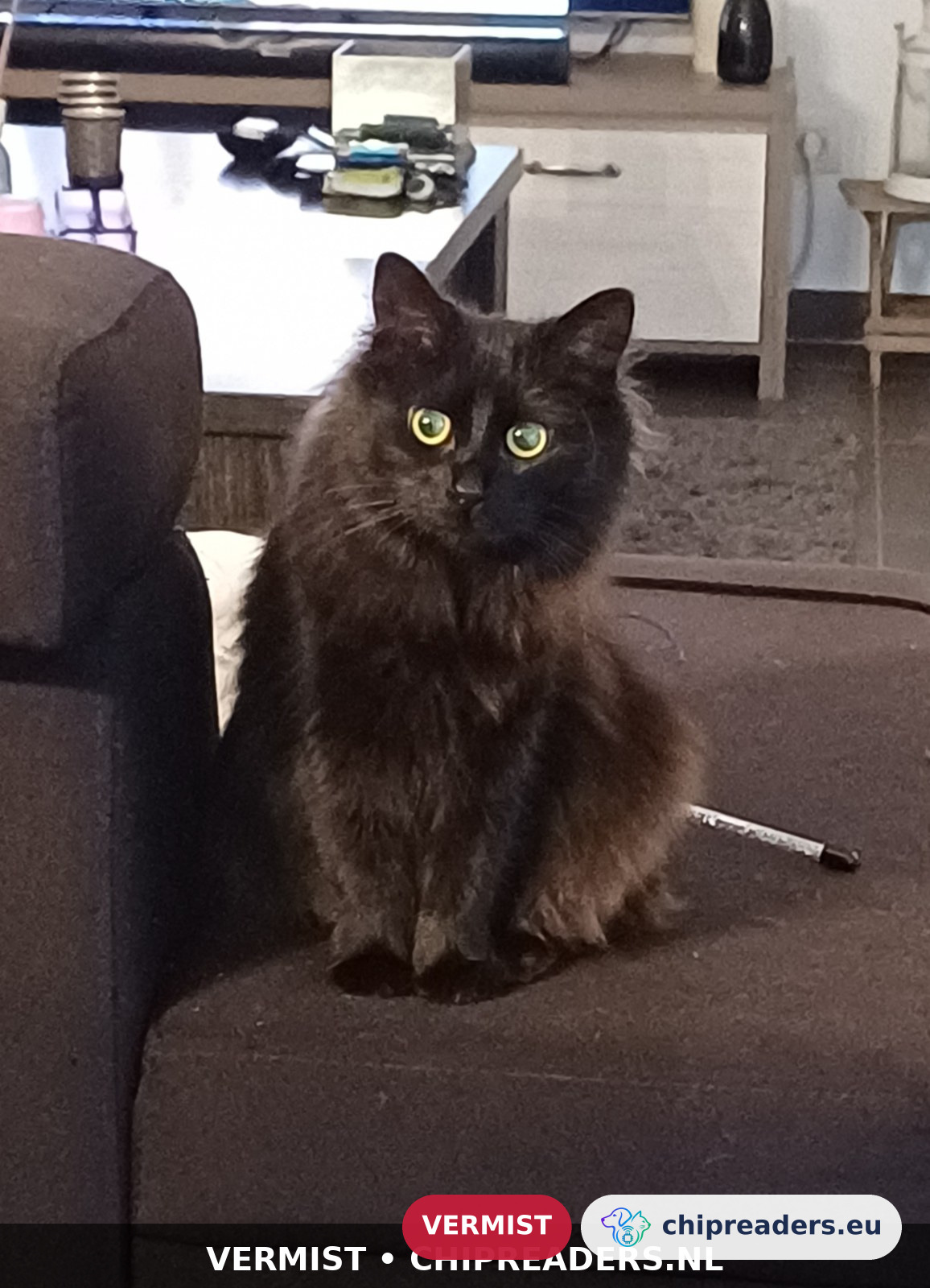 Marleentje, kat