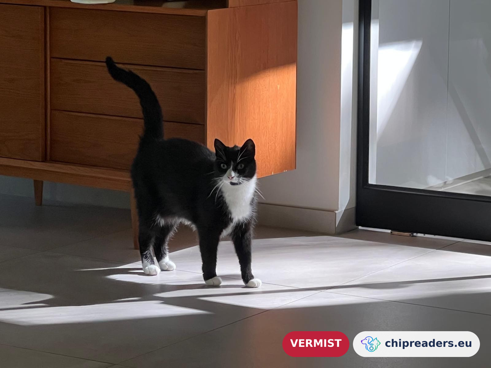 Felix, kat