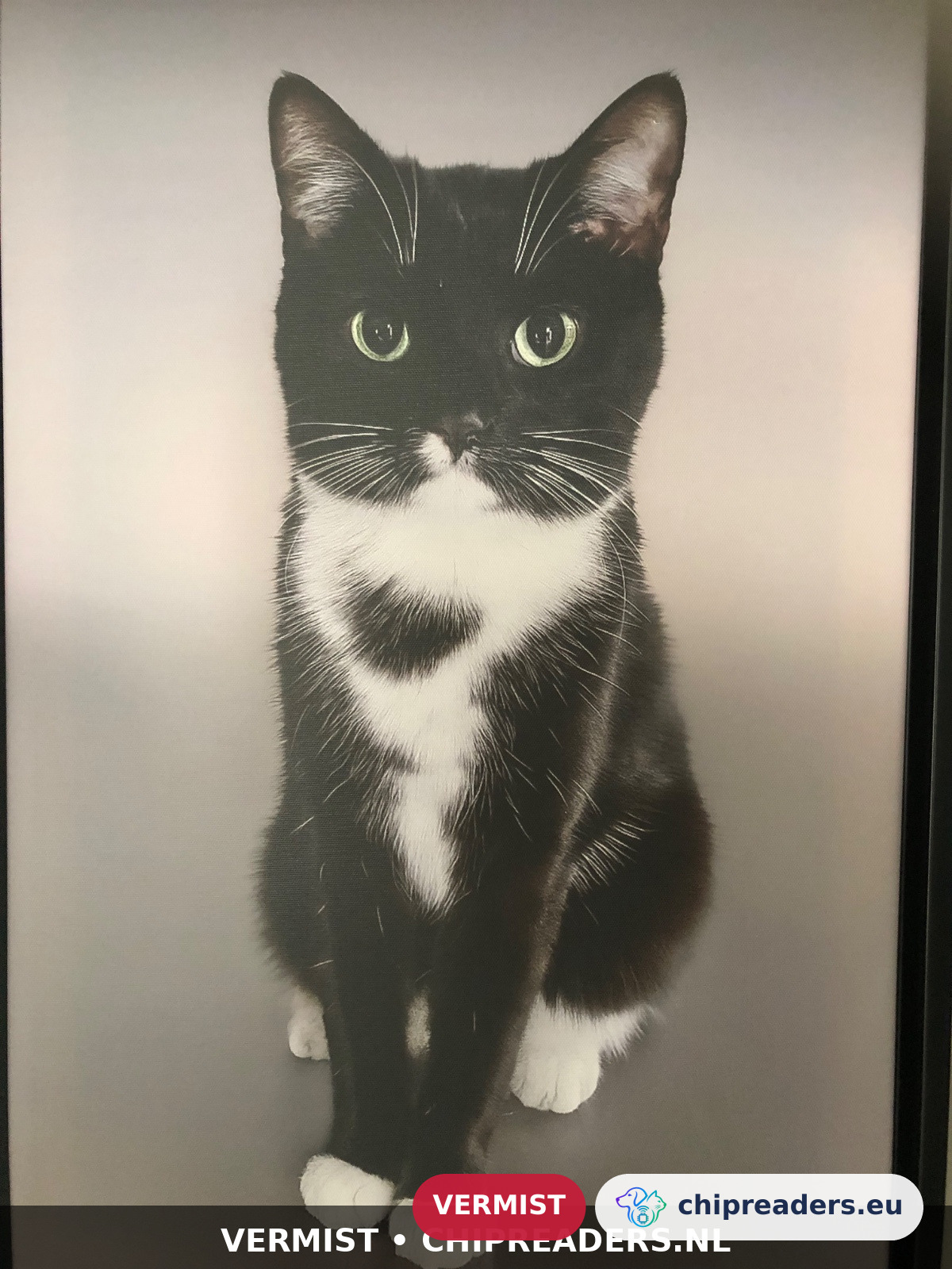 Roxy, kat
