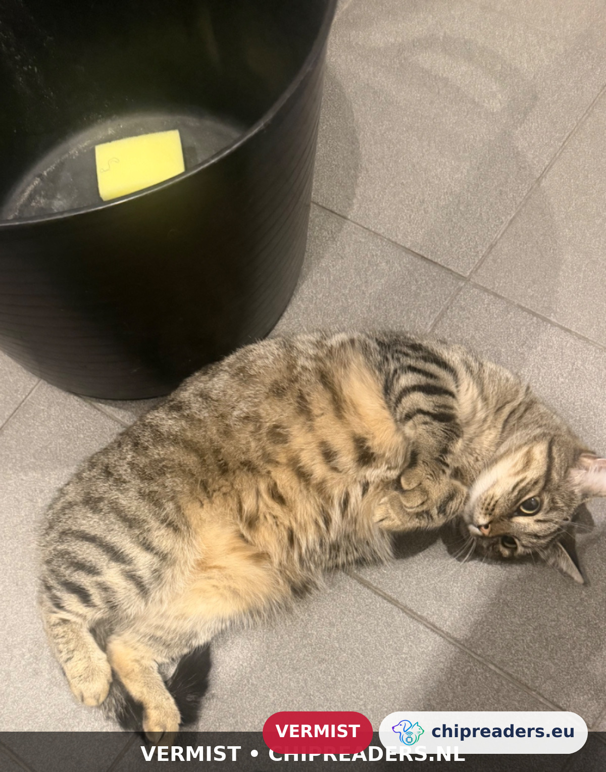 Ice, kat