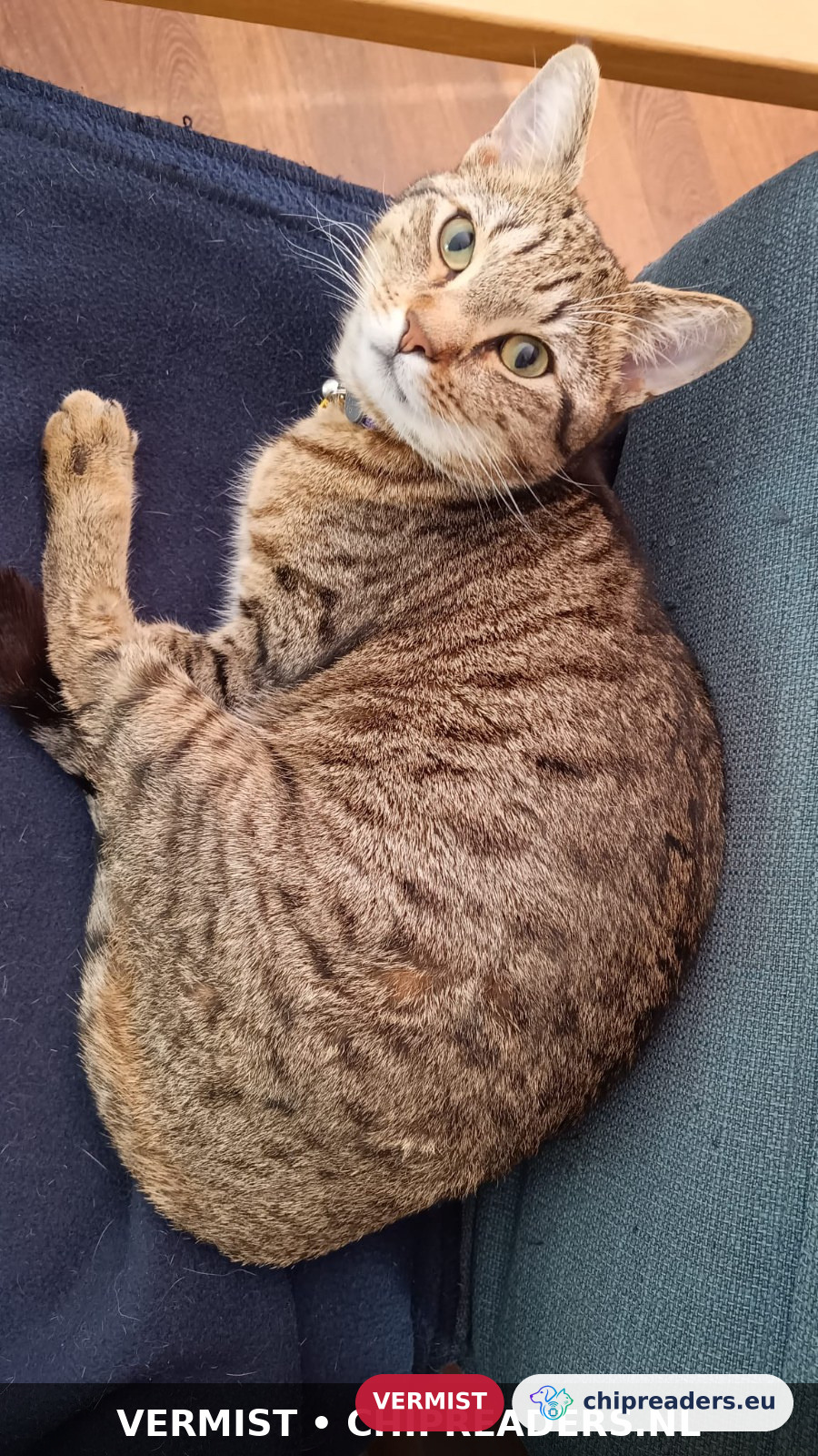 Pippin, kat