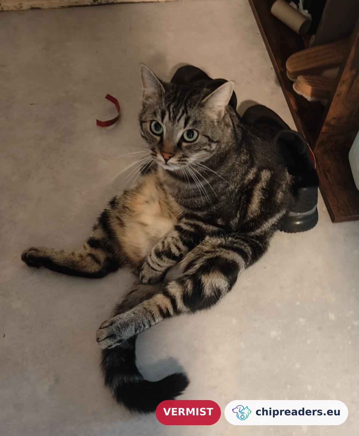 Coockie, kat
