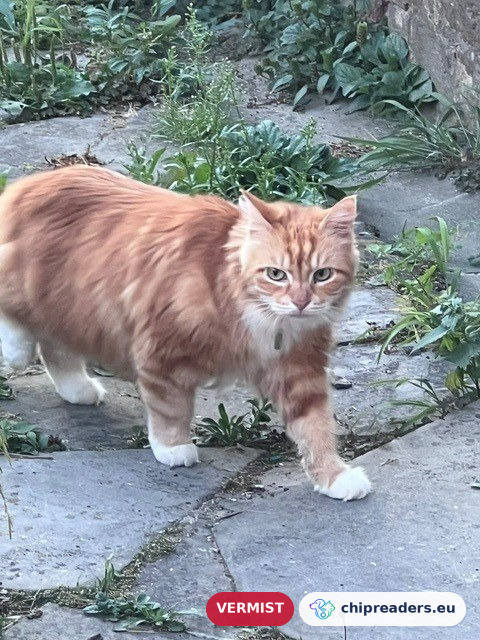 Ziggy, kat