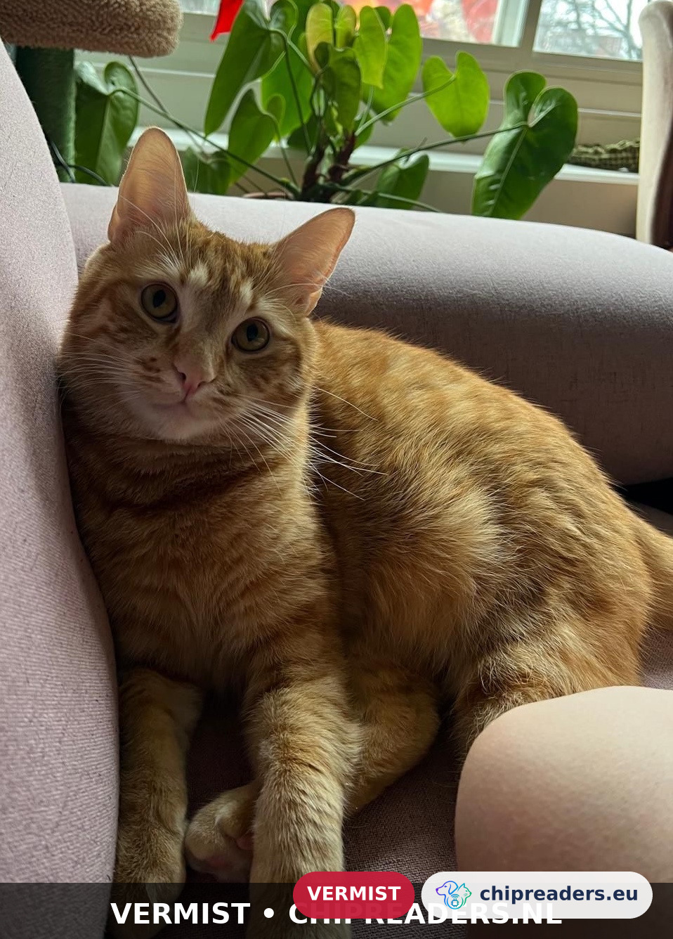 Pascal, kat