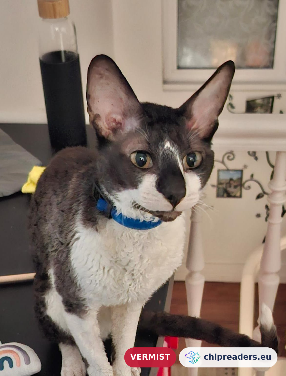 Cosmo, kat