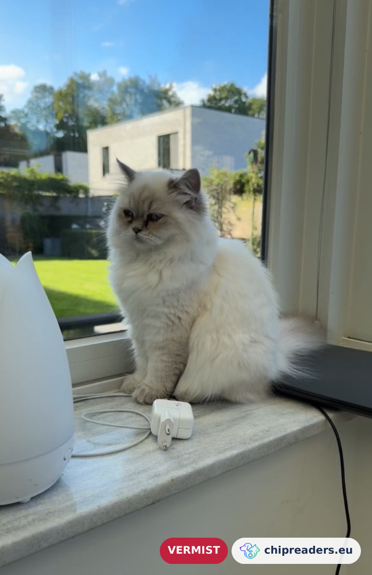 Odette, kat