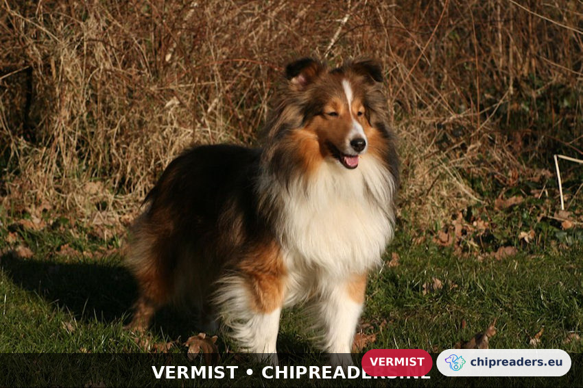 Lizzie, hond