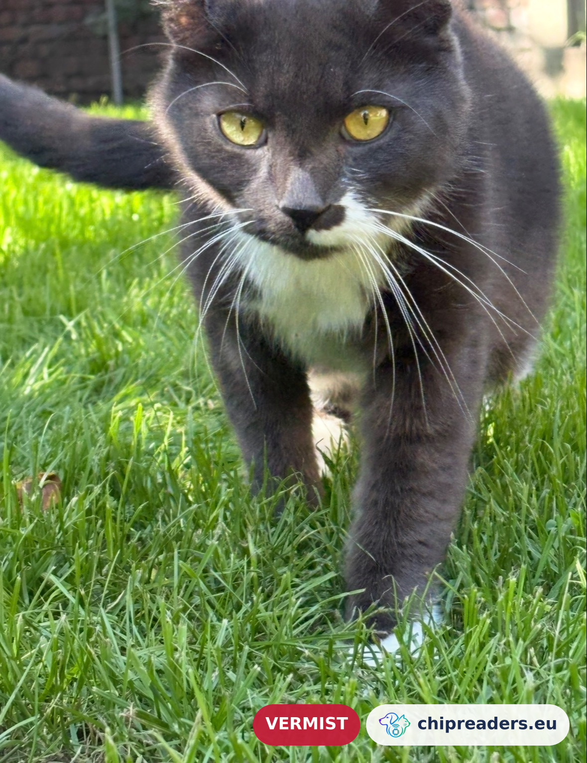 Miauwke, kat